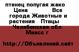 птенец попугая жако  › Цена ­ 60 000 - Все города Животные и растения » Птицы   . Челябинская обл.,Миасс г.